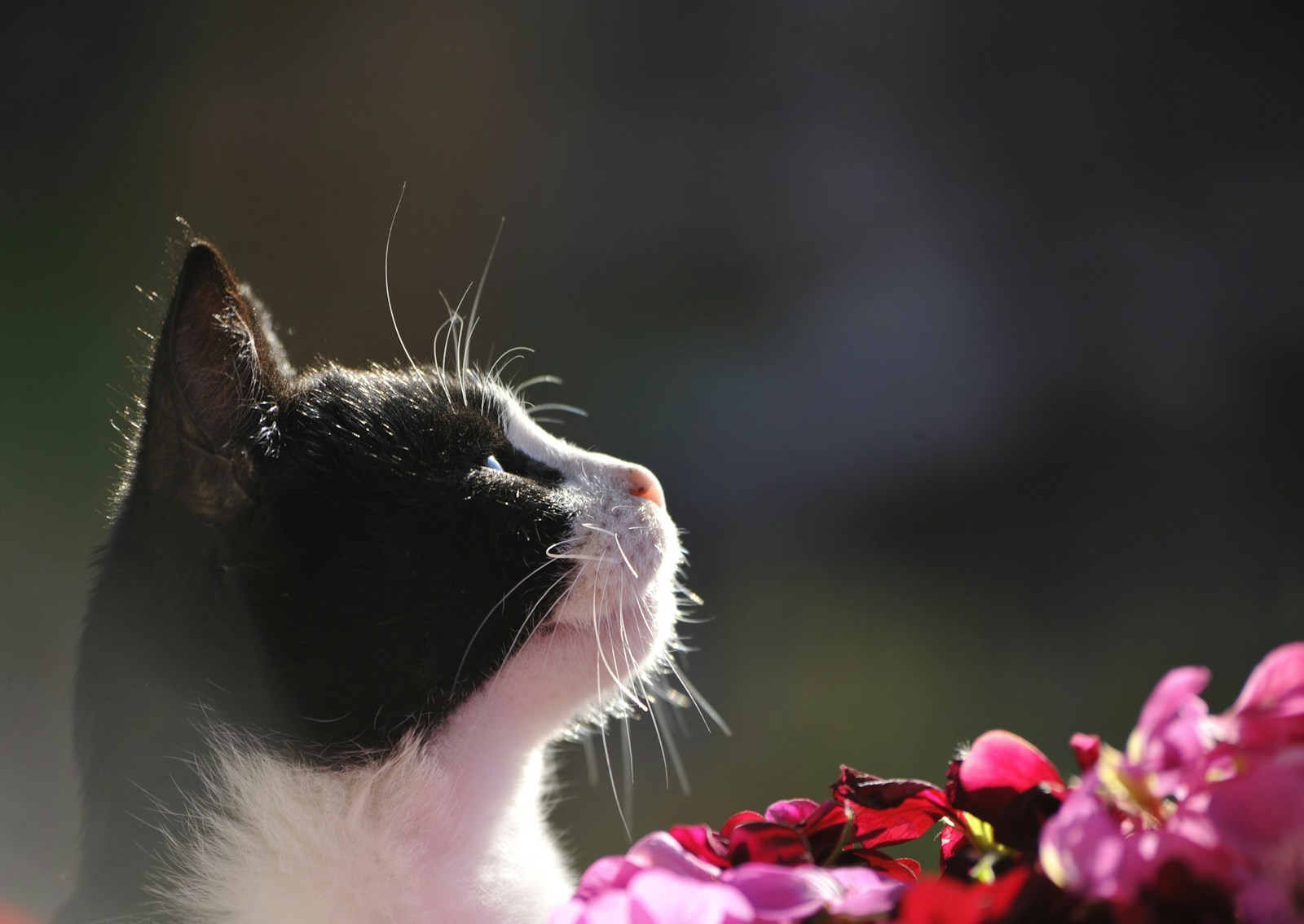 A Black And White Cat Smelling A Bunch Of Flowers Jigsaw Puzzle Free Online Jigsaw Puzzle