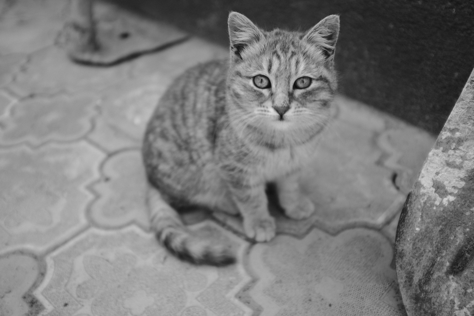 A Black And White Photo Of A Cat Jigsaw Puzzle Free Online Jigsaw Puzzle