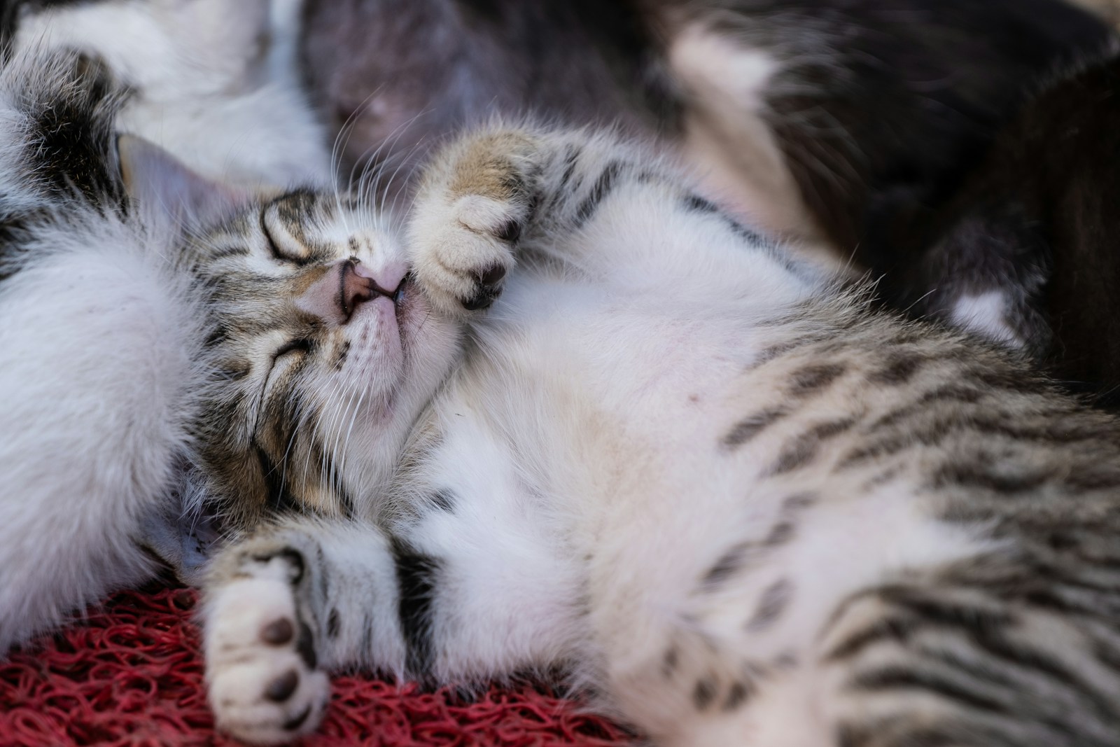 A Cat Is Laying On Its Back On A Rug Jigsaw Puzzle Free Online Jigsaw Puzzle
