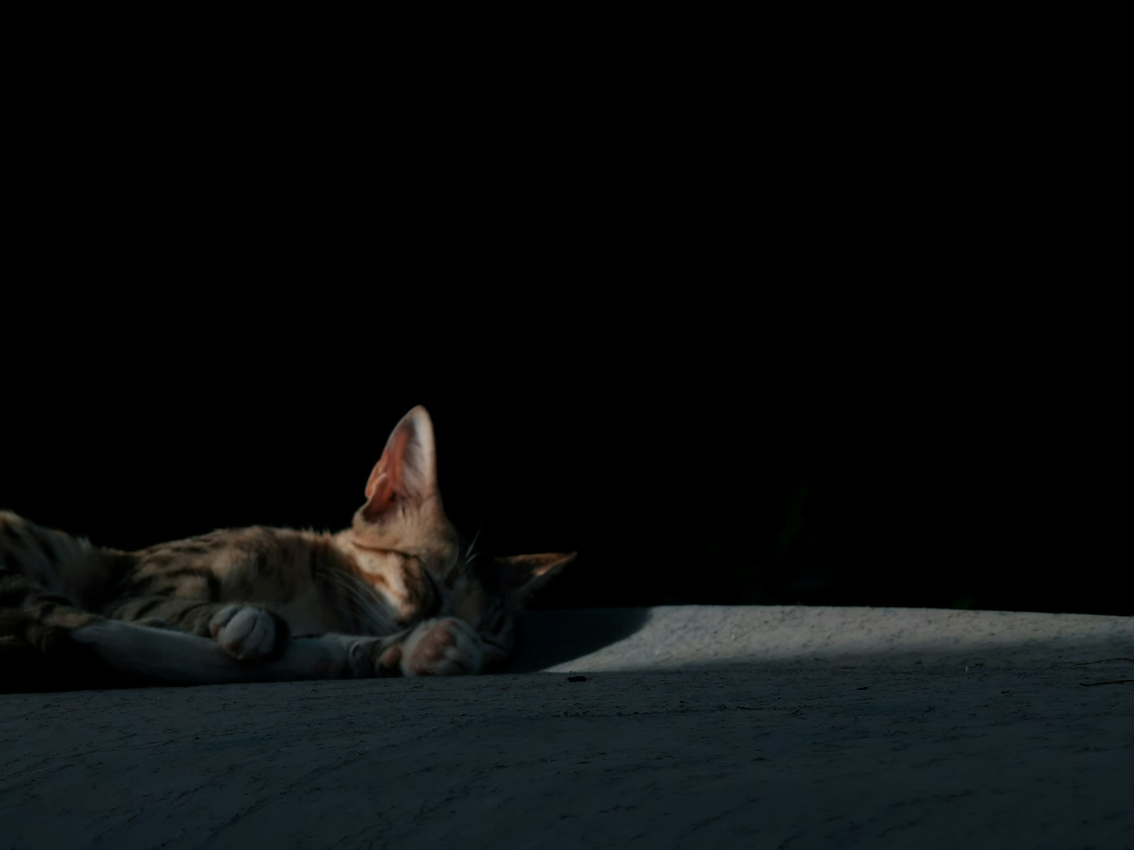 A Cat Lies In Shadow Against A Dark Background Jigsaw Puzzle Free Online Jigsaw Puzzle