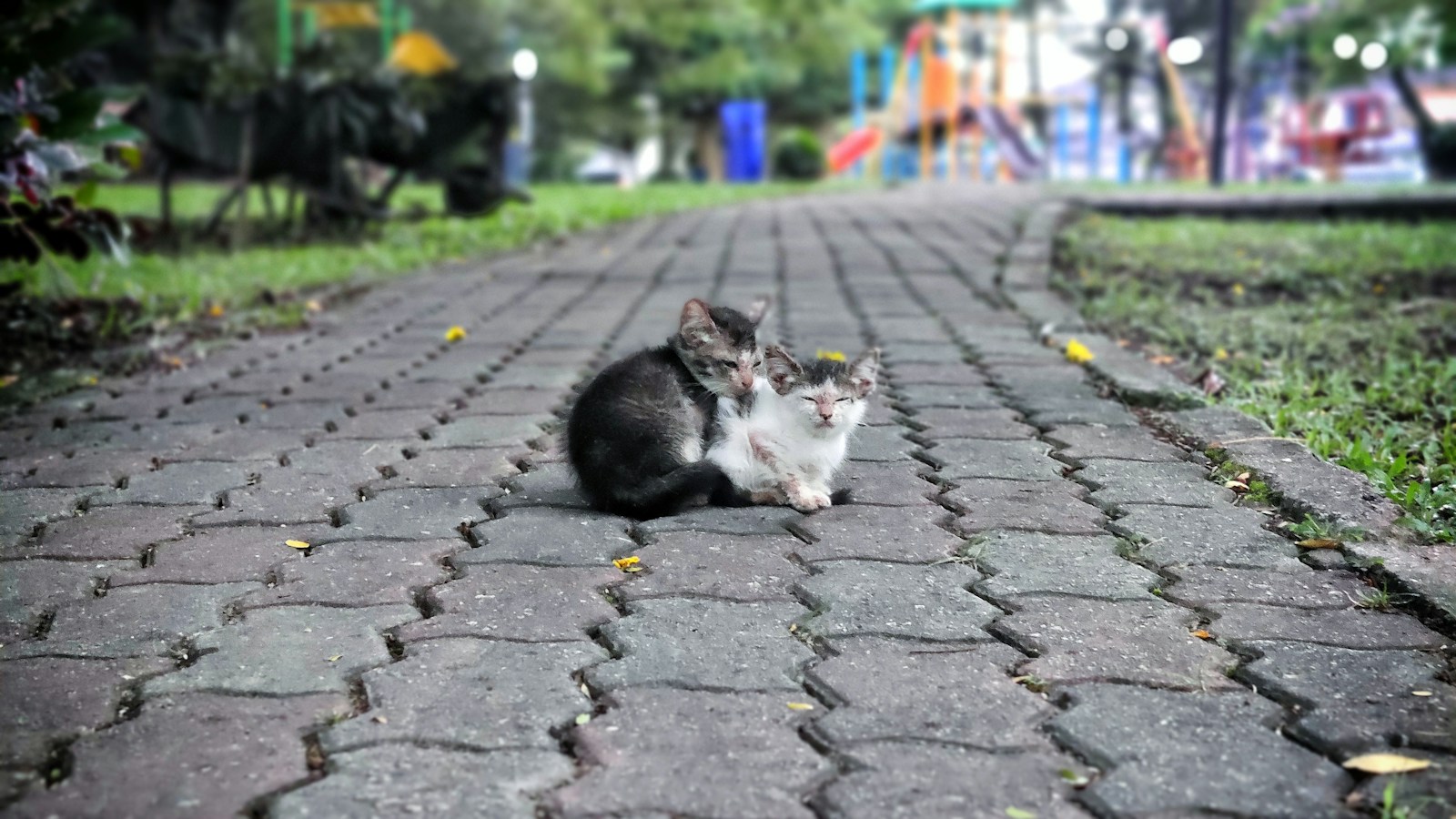 A Cat Sitting On A Brick Road In A Park Jigsaw Puzzle Free Online Jigsaw Puzzle