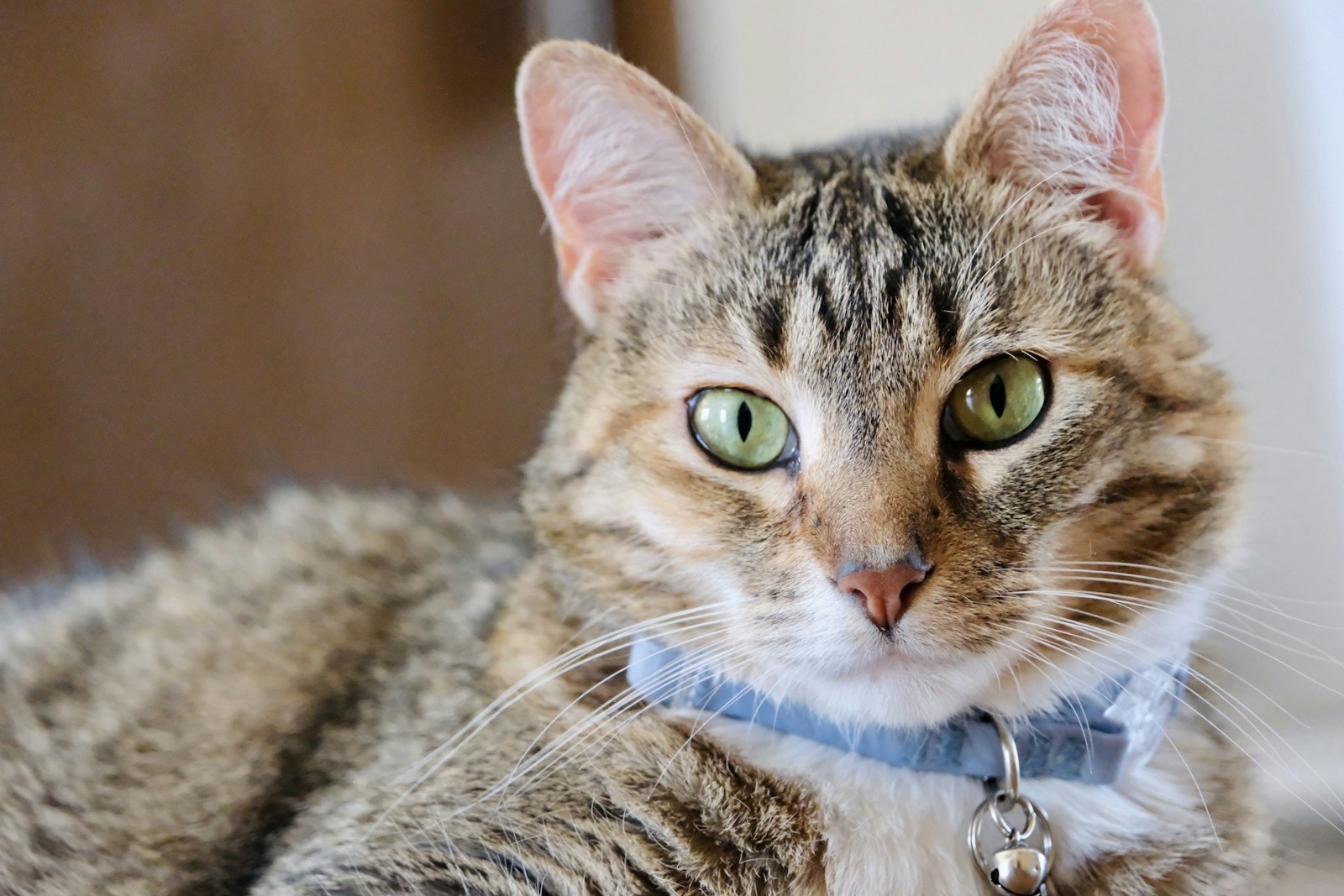 A Close Up Of A Cat Wearing A Collar Jigsaw Puzzle Free Online Jigsaw Puzzle