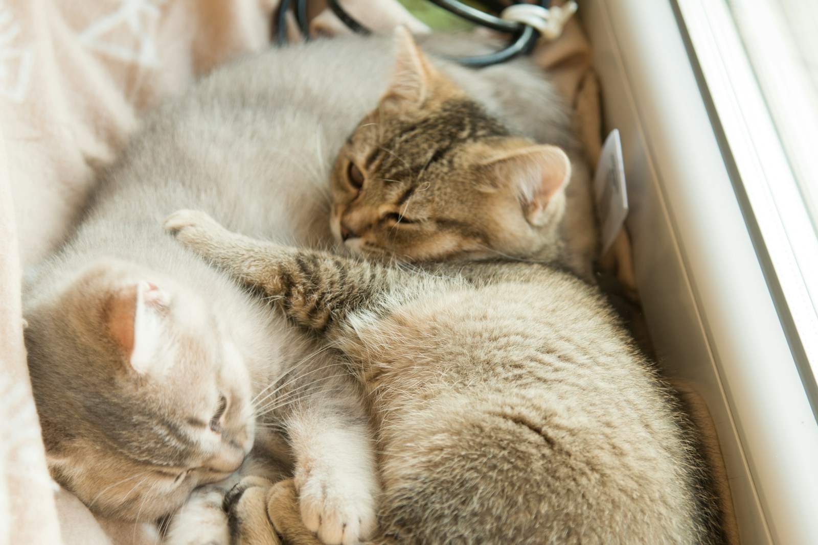 A Couple Of Cats Laying Next To Each Other On A Be Jigsaw Puzzle Free Online Jigsaw Puzzle