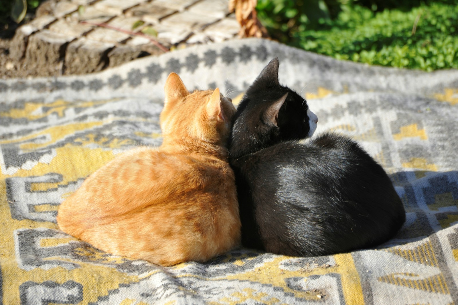 A Couple Of Cats Laying On Top Of A Blanket Jigsaw Puzzle Free Online Jigsaw Puzzle