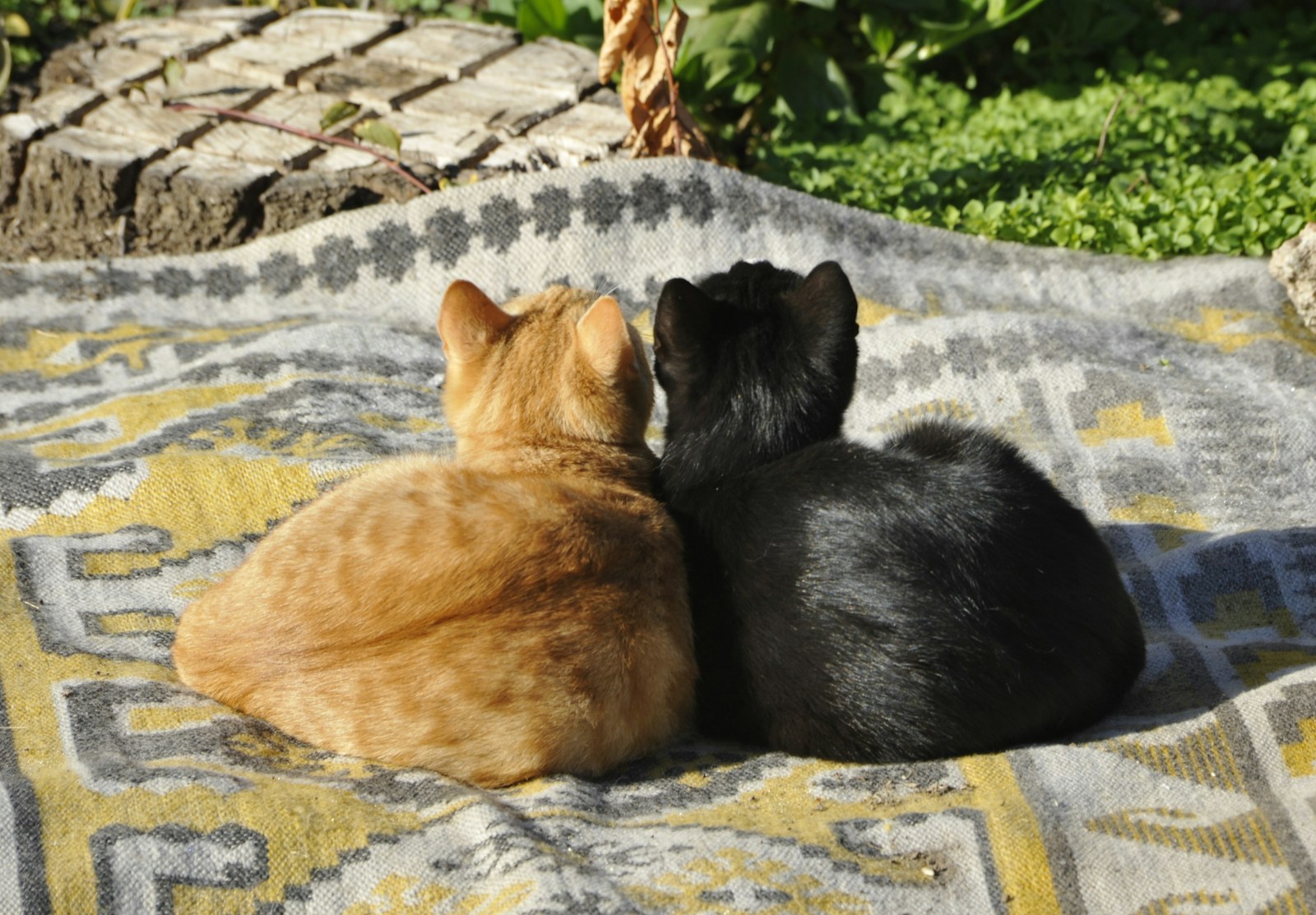 A Couple Of Cats Laying On Top Of A Blanket Jigsaw Puzzle Free Online Jigsaw Puzzle
