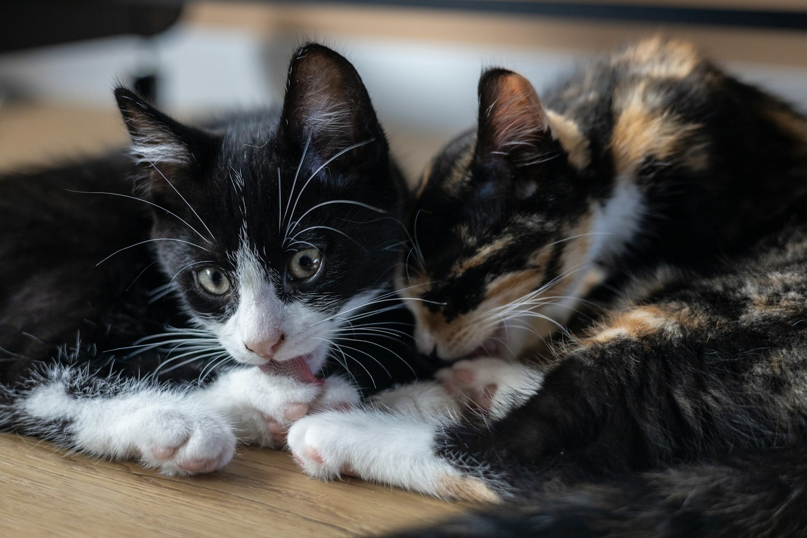 A Couple Of Cats Laying On Top Of A Wooden Floor Jigsaw Puzzle Free Online Jigsaw Puzzle