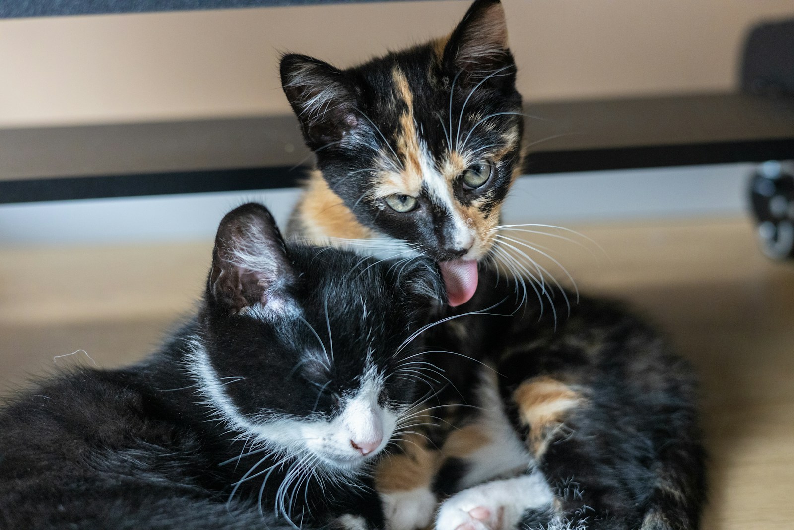 A Couple Of Cats Laying On Top Of A Wooden Floor Jigsaw Puzzle Free Online Jigsaw Puzzle