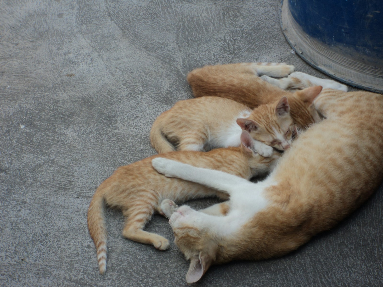 A Couple Of Cats Laying On Top Of Each Other Jigsaw Puzzle Free Online Jigsaw Puzzle