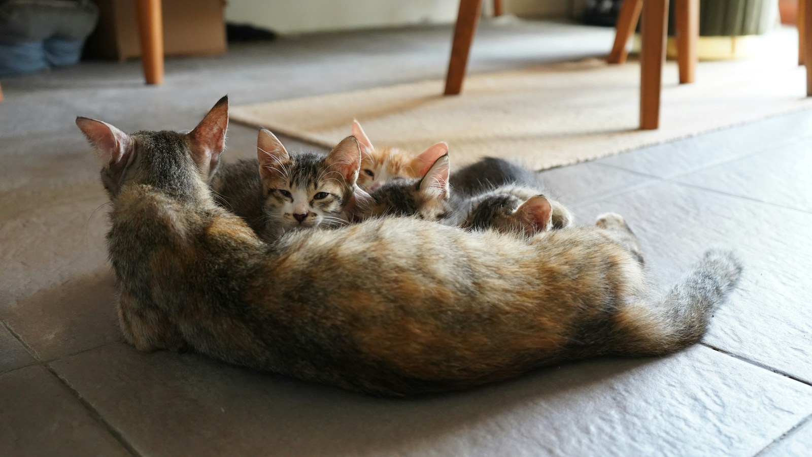 A Mother Cat Nurses Her Kittens Jigsaw Puzzle Free Online Jigsaw Puzzle
