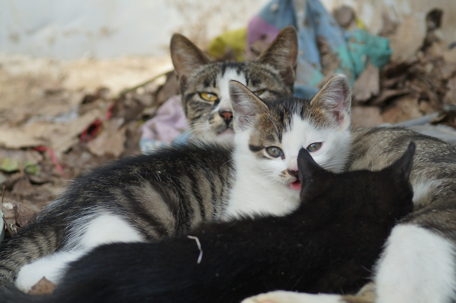 A Mother Cat Rests With Her Nursing Kittens Jigsaw Puzzle Free Online Jigsaw Puzzle