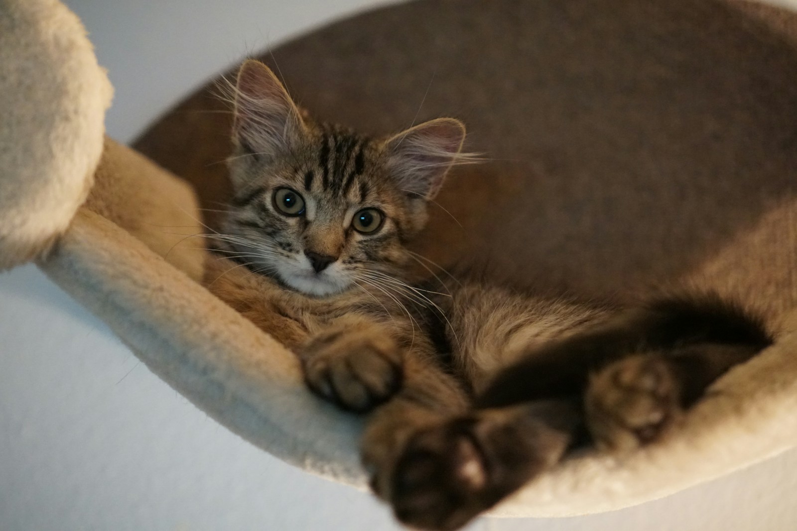 A Tabby Kitten Resting In A Cozy Cat Tree Hammock Jigsaw Puzzle Free Online Jigsaw Puzzle