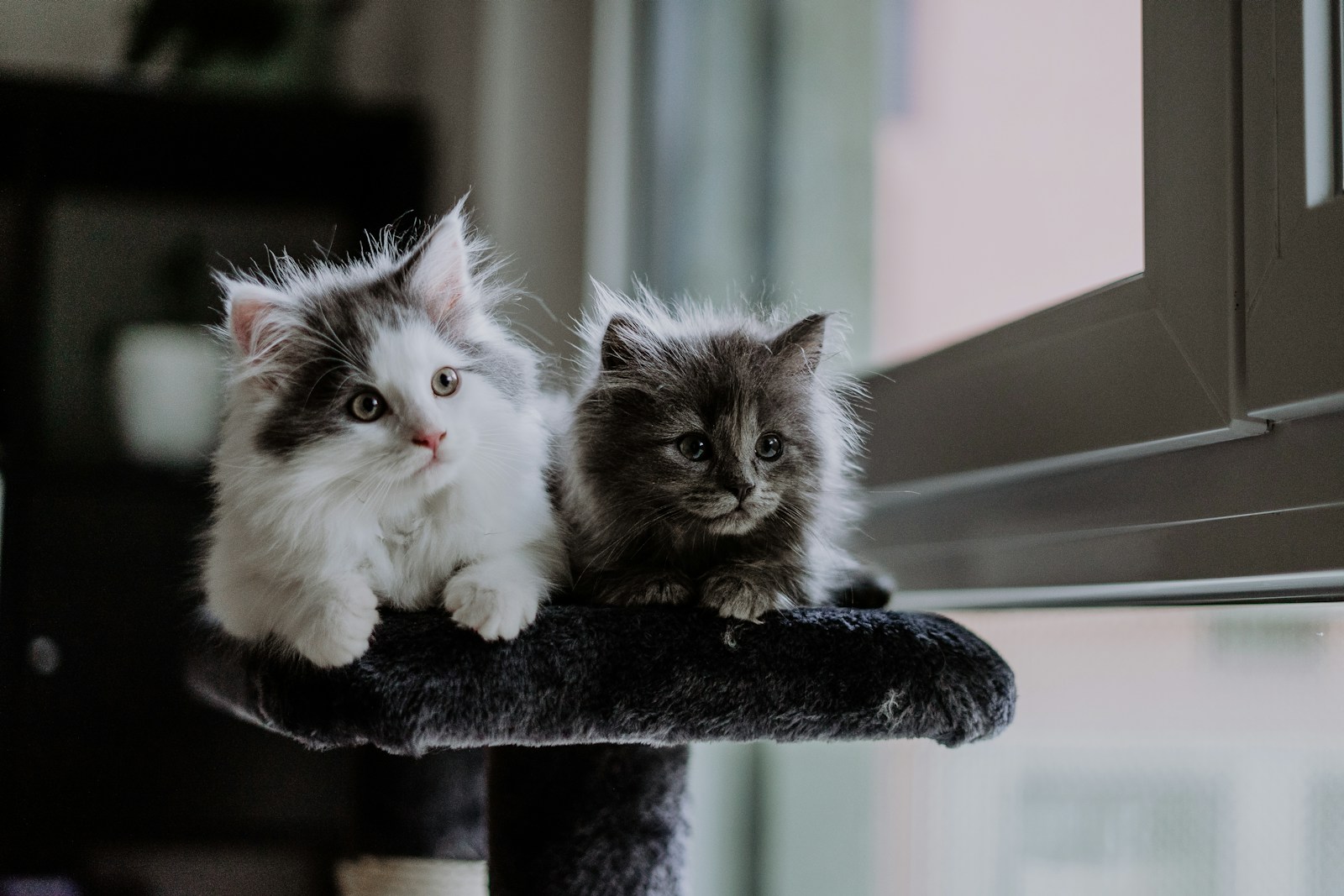 Two Kittens Sitting On Top Of A Cat Tree Jigsaw Puzzle Free Online Jigsaw Puzzle
