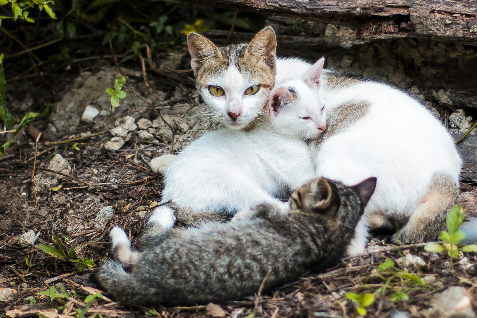 Katter Jigsaw Puzzle