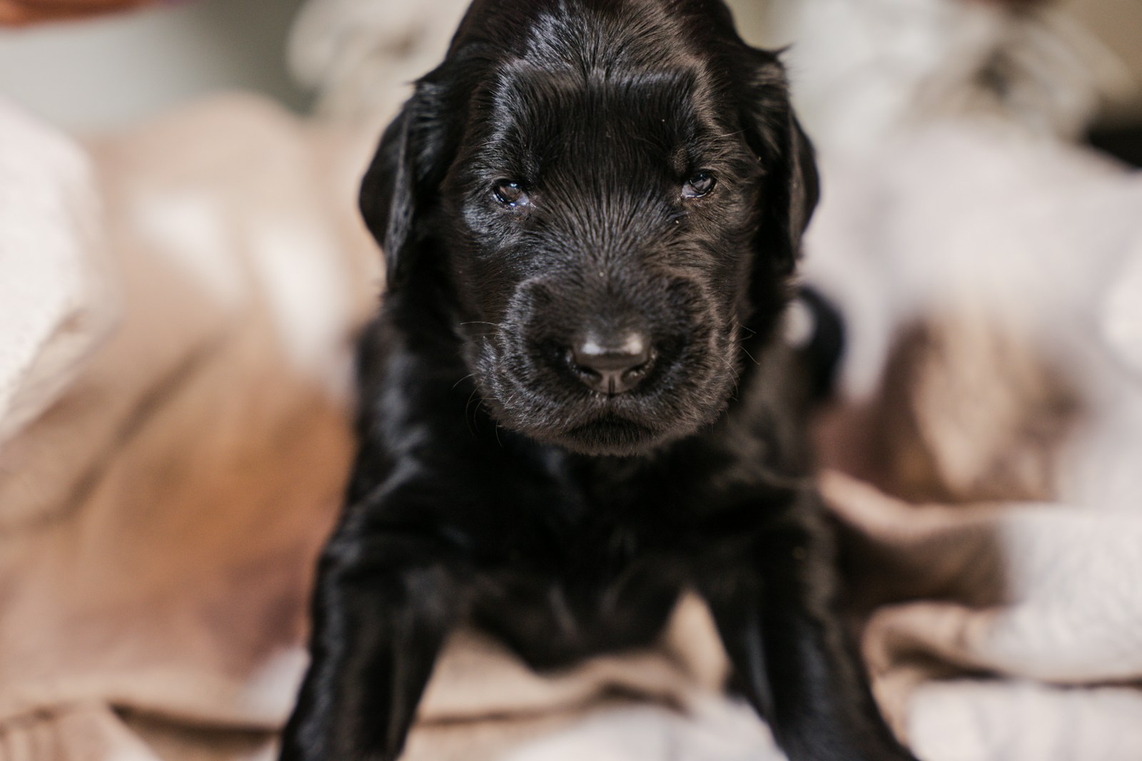 A Black Dog Sitting On Top Of A Bed Jigsaw Puzzle Free Online Jigsaw Puzzle