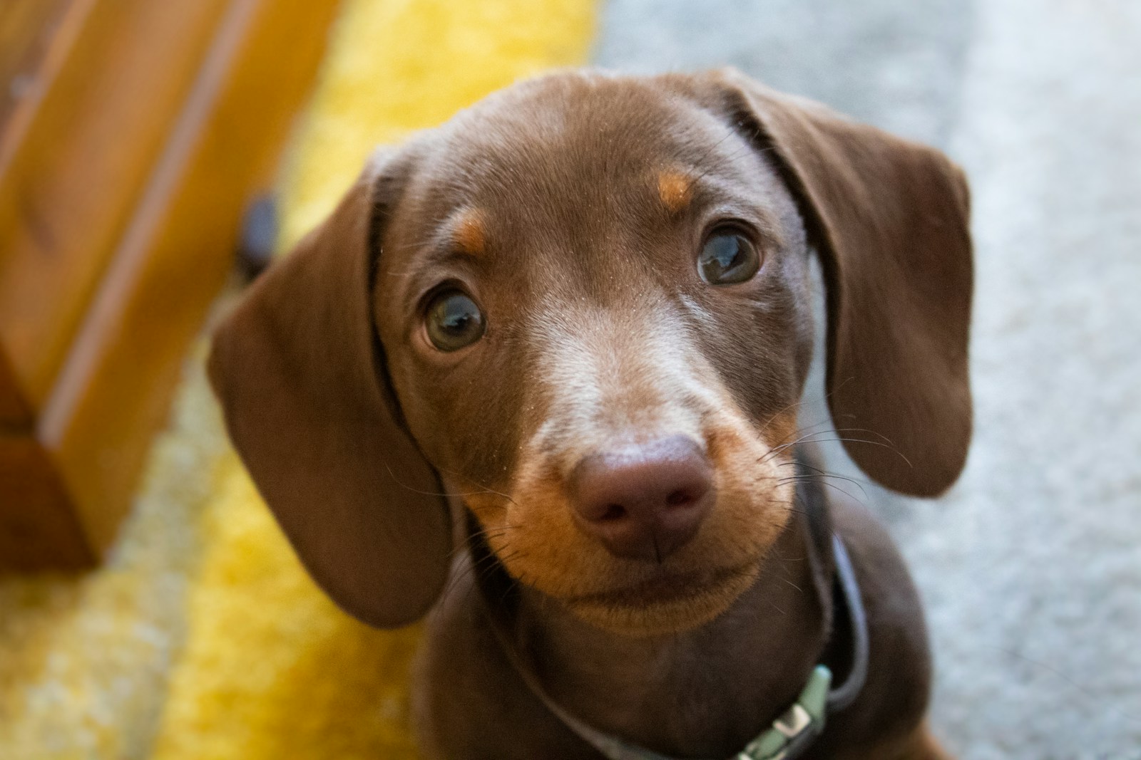 A Brown Dog Sitting On Top Of A Yellow Rug Jigsaw Puzzle Free Online Jigsaw Puzzle