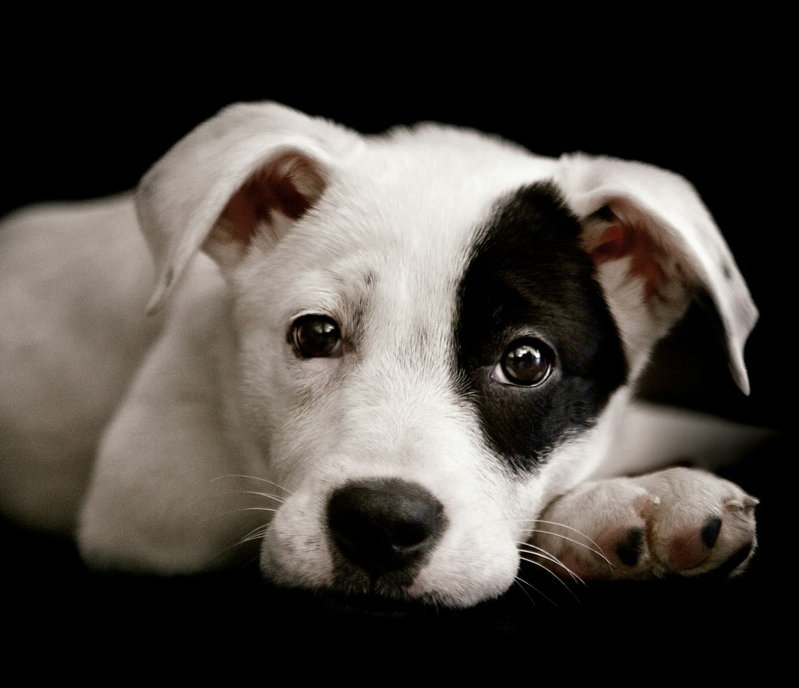 A Close Up Of A Dog Laying On The Ground Jigsaw Puzzle Free Online Jigsaw Puzzle