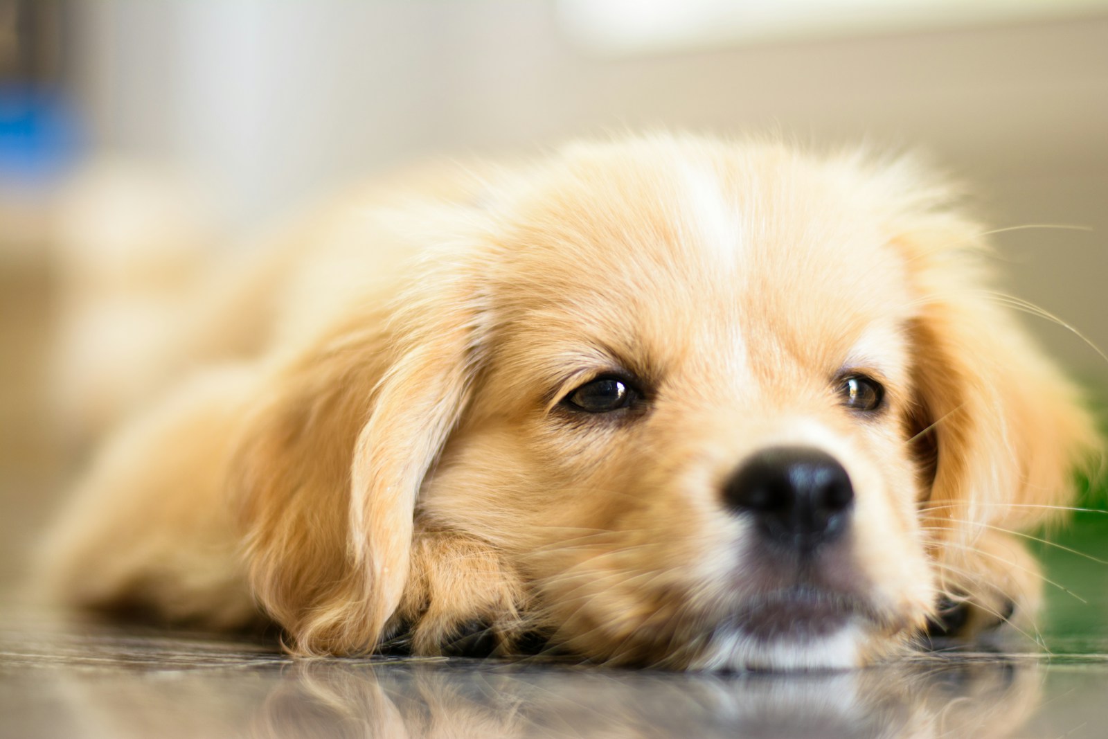 A Close Up Of A Dog Laying On The Ground Jigsaw Puzzle Free Online Jigsaw Puzzle