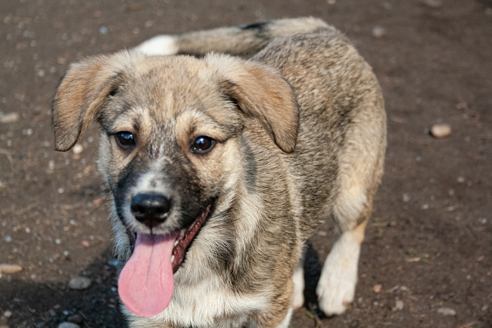 A Close Up Of A Dog On A Dirt Ground Jigsaw Puzzle Free Online Jigsaw Puzzle
