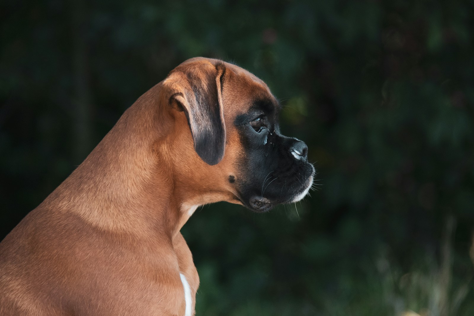 A Close Up Of A Dog With Trees In The Background Jigsaw Puzzle Free Online Jigsaw Puzzle