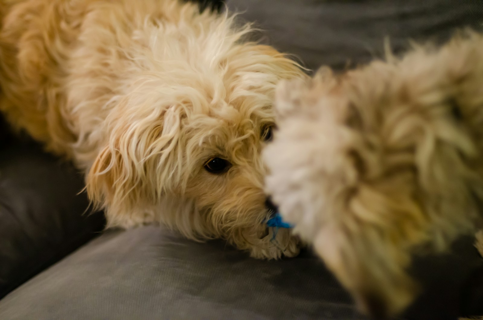 A Couple Of Dogs Jigsaw Puzzle Free Online Jigsaw Puzzle