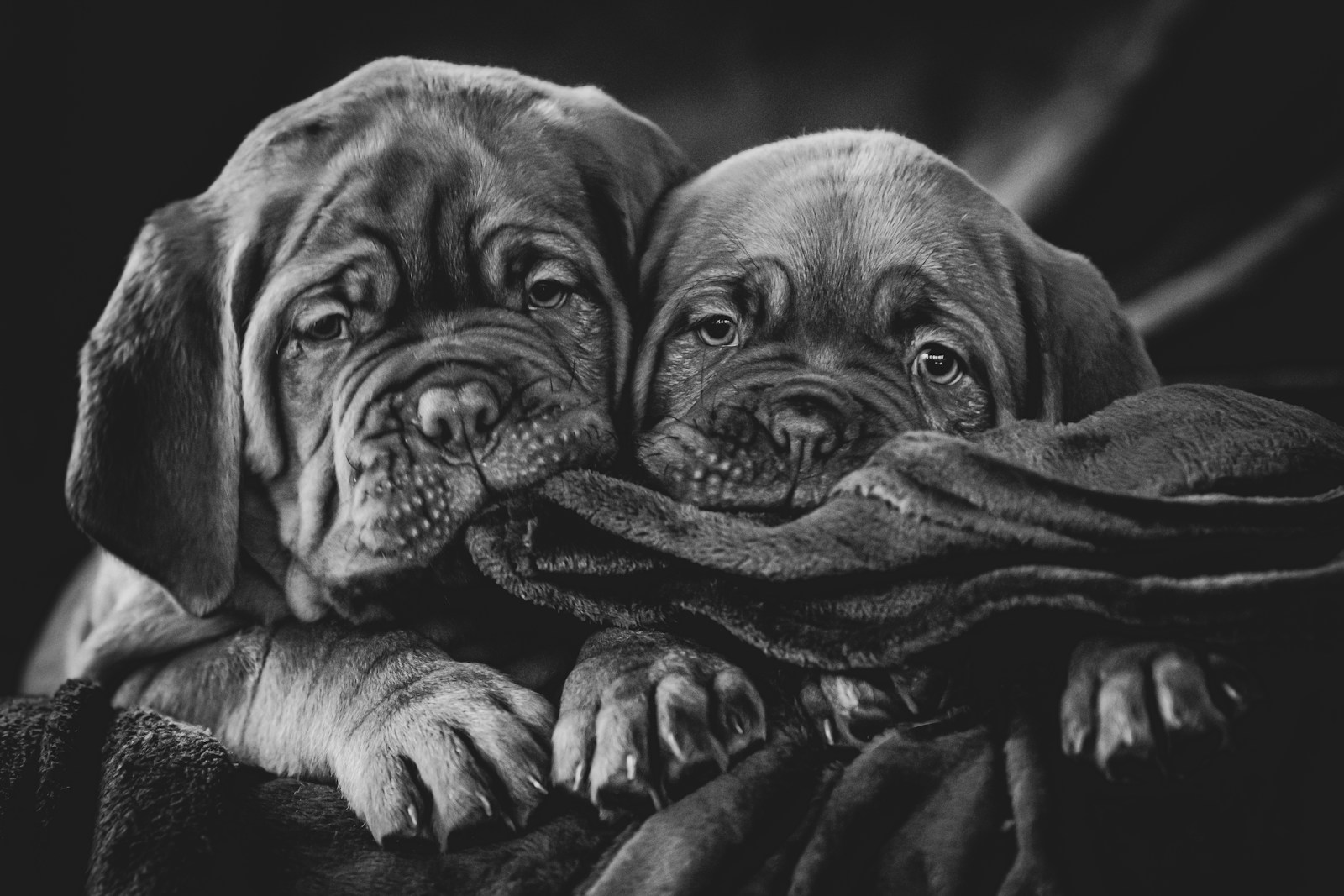 A Couple Of Dogs Laying On Top Of A Blanket Jigsaw Puzzle Free Online Jigsaw Puzzle