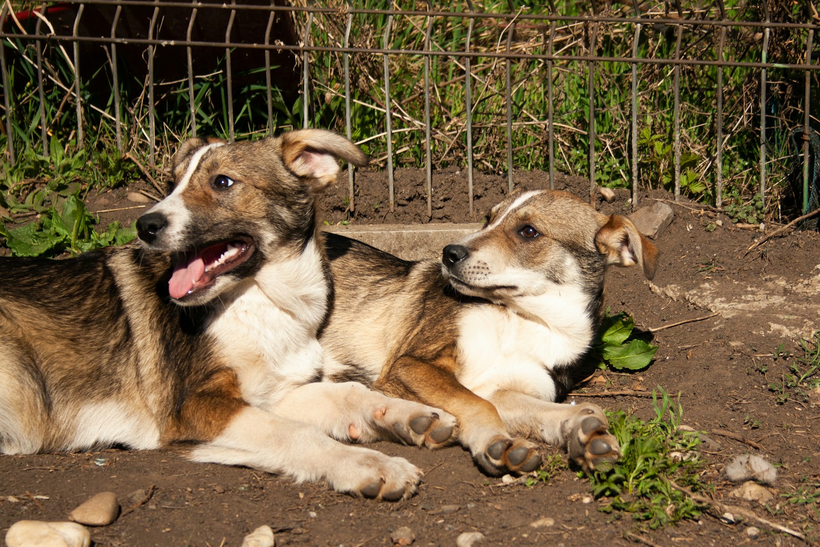 A Couple Of Dogs Laying On Top Of A Dirt Field Jigsaw Puzzle Free Online Jigsaw Puzzle