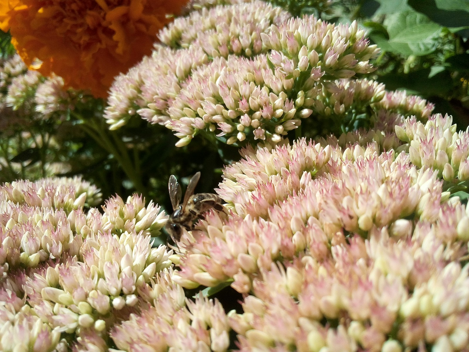 A Bee Gathers Nectar From A Cluster Of Pink Flower Jigsaw Puzzle Free Online Jigsaw Puzzle