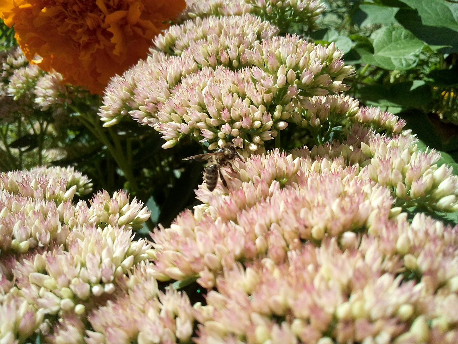 A Bee Lands On A Cluster Of Light Pink Flowers Jigsaw Puzzle Free Online Jigsaw Puzzle