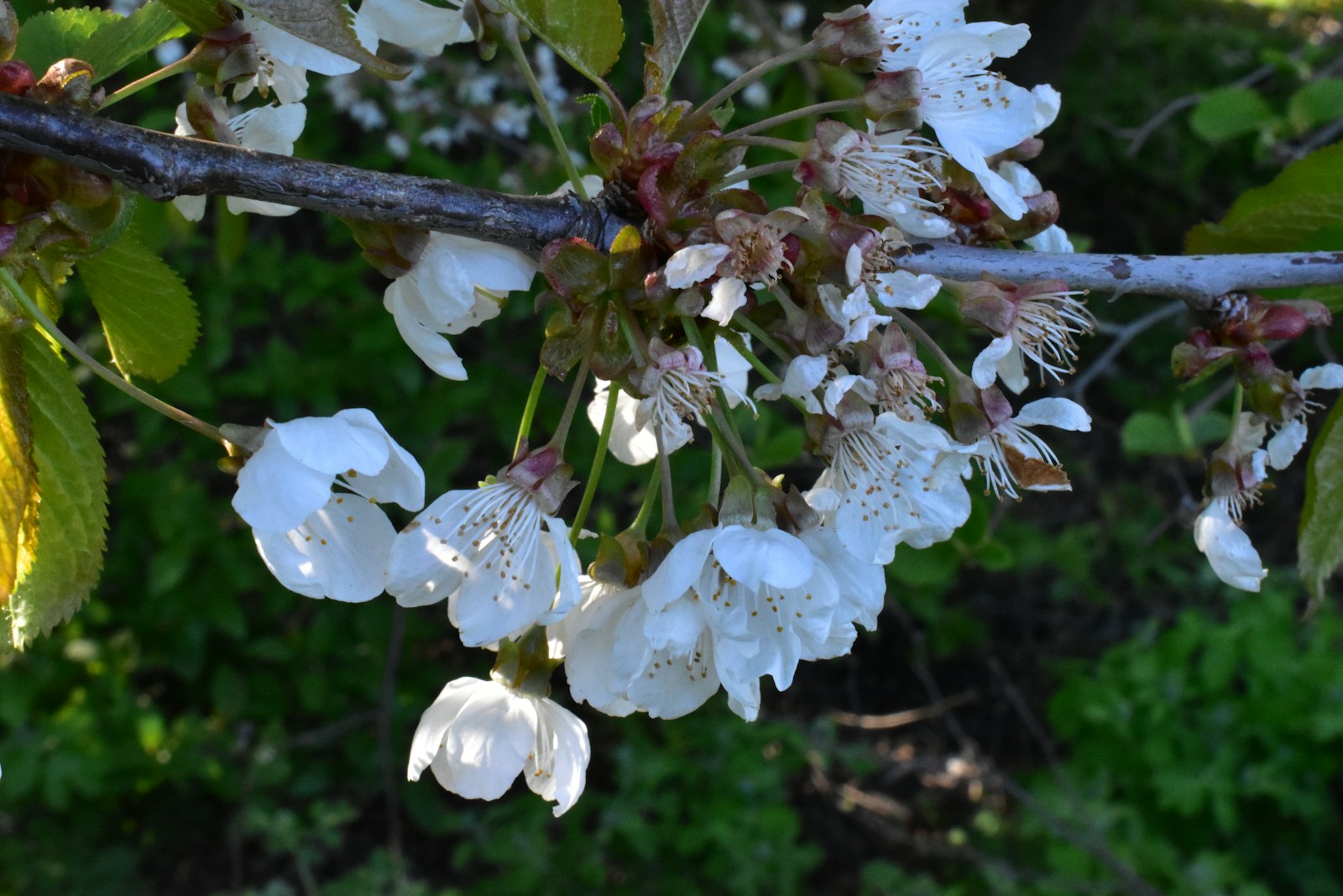 A Branch Of A Tree With White Flowers Jigsaw Puzzle Free Online Jigsaw Puzzle