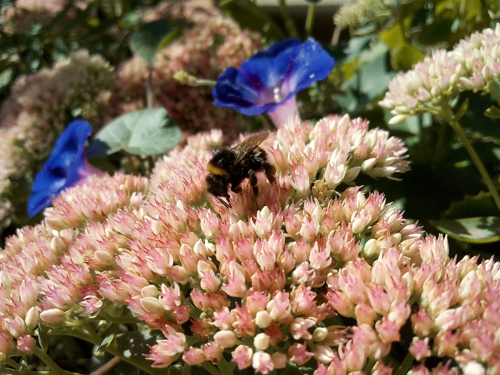 A Bumblebee On Pink Sedum Flowers With Blue Mornin Jigsaw Puzzle Free Online Jigsaw Puzzle