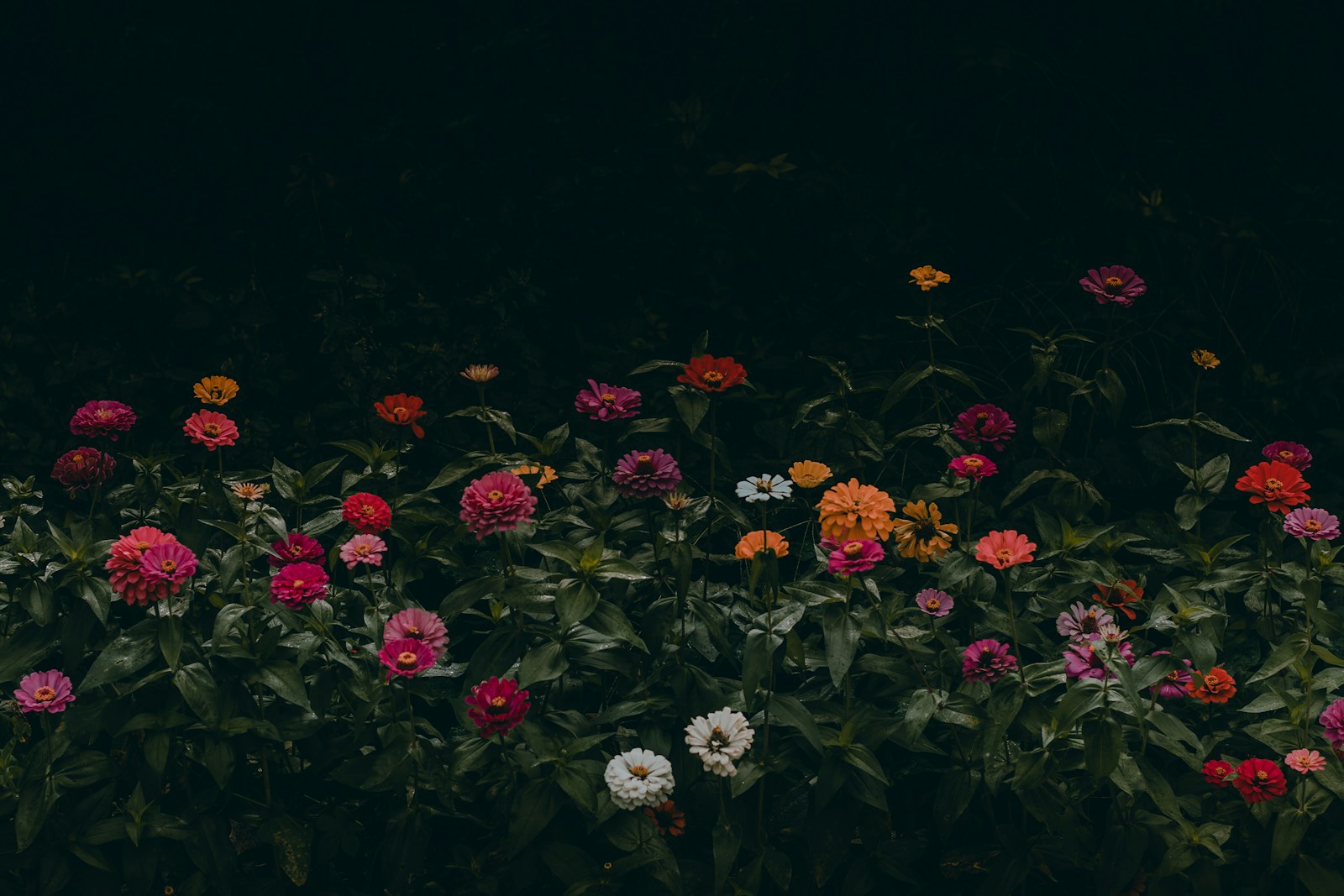 A Bunch Of Flowers That Are In The Grass Jigsaw Puzzle Free Online Jigsaw Puzzle