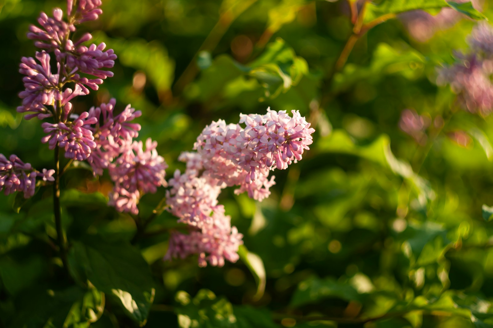 A Bunch Of Flowers That Are In The Grass Jigsaw Puzzle Free Online Jigsaw Puzzle