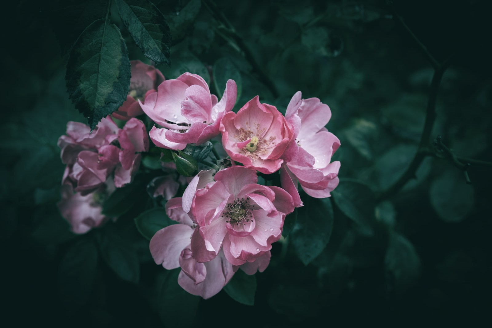 A Bunch Of Pink Flowers On A Black Background Jigsaw Puzzle Free Online Jigsaw Puzzle