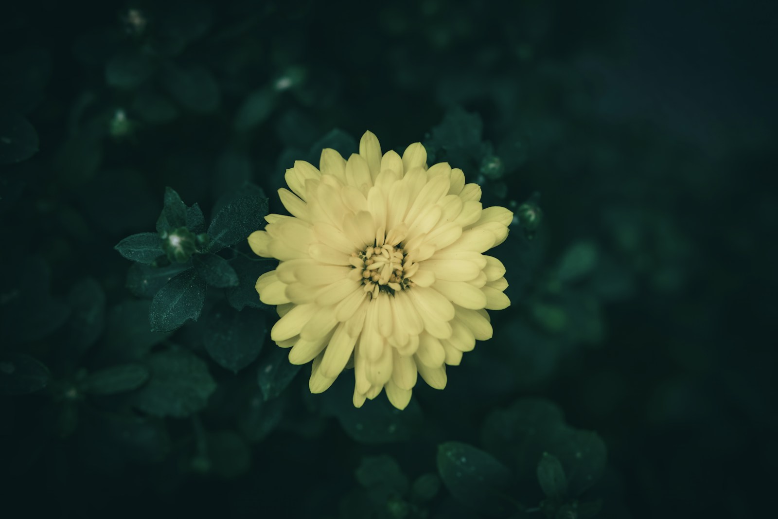 A Yellow Flower Blooms Among Green Leaves Jigsaw Puzzle Free Online Jigsaw Puzzle
