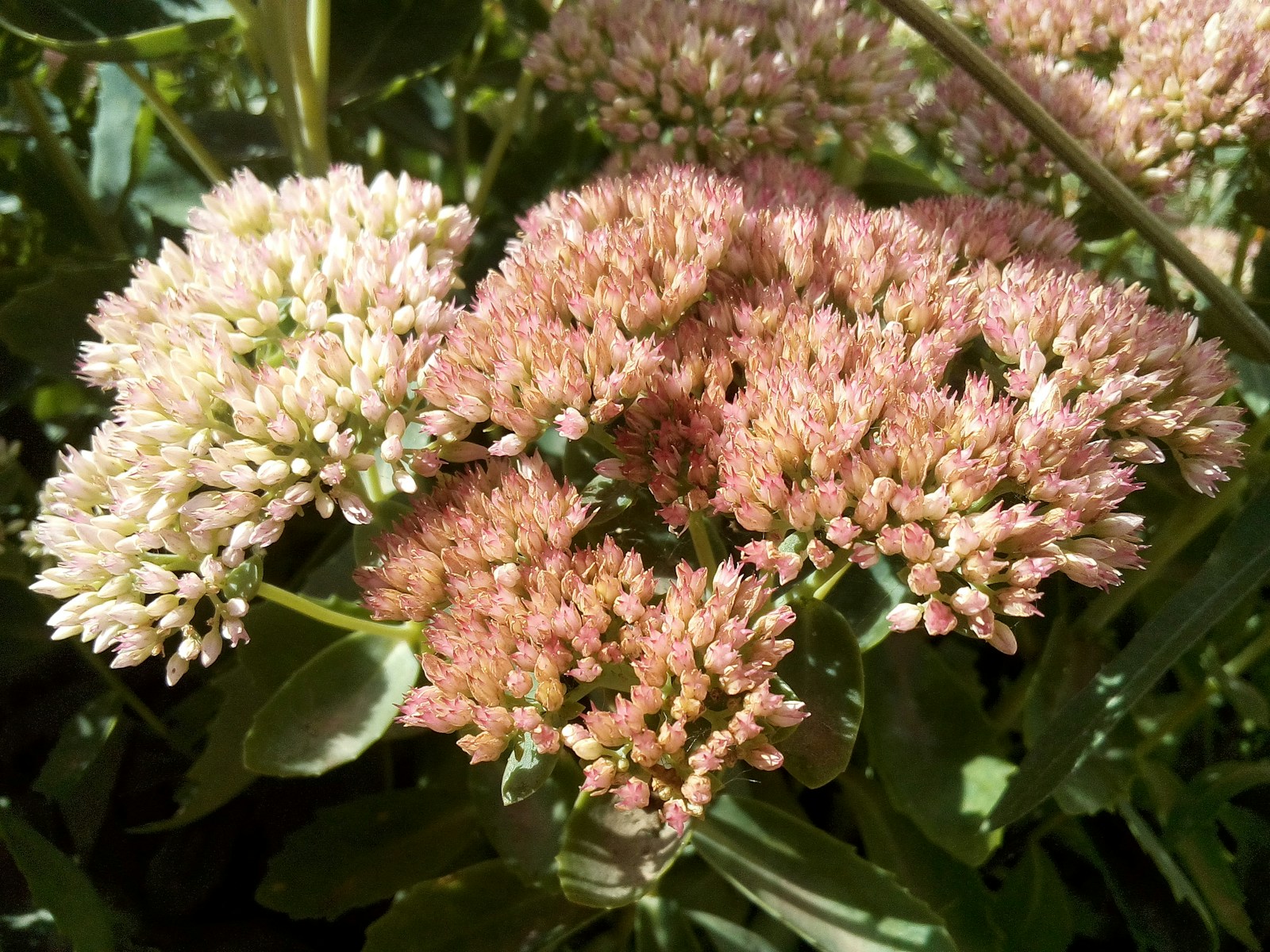 Close Up Of Pink And White Sedum Flowers In Bloom Jigsaw Puzzle Free Online Jigsaw Puzzle