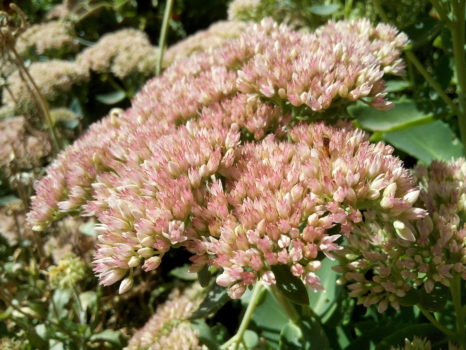 Cluster Of Pale Pink Flowers In Bloom Jigsaw Puzzle Free Online Jigsaw Puzzle