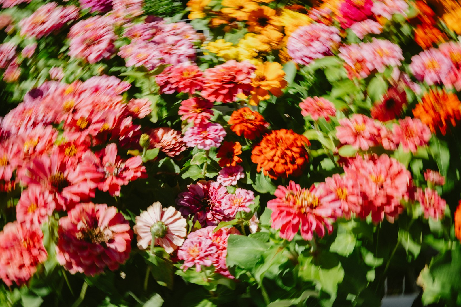 Colorful Flowers Bloom In Abundance Jigsaw Puzzle Free Online Jigsaw Puzzle