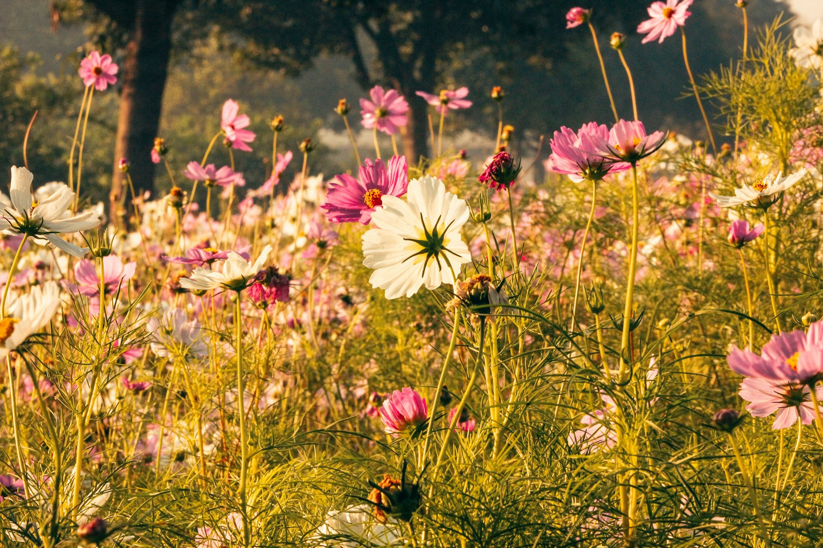 Flowers Bloom In A Vibrant Field Jigsaw Puzzle Free Online Jigsaw Puzzle