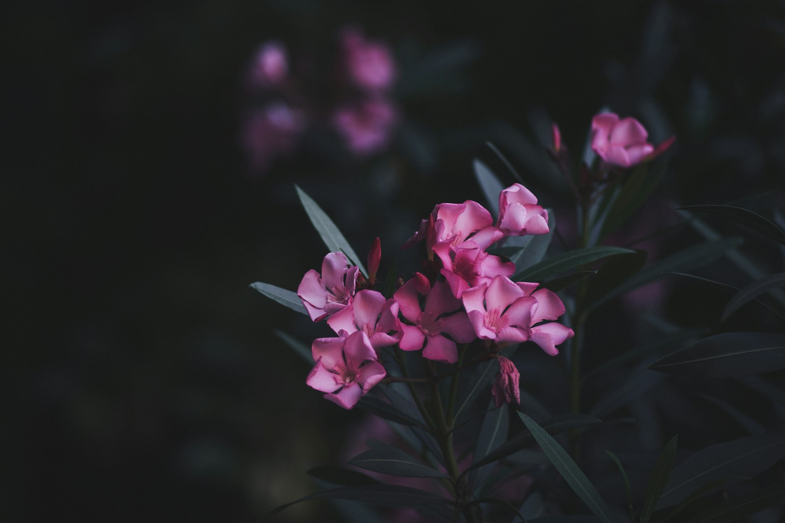 Pink Flowers Bloom Against A Dark Background Jigsaw Puzzle Free Online Jigsaw Puzzle