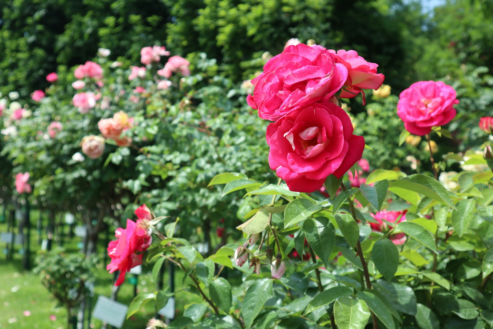 A Garden Filled With Lots Of Pink Flowers Jigsaw Puzzle Free Online Jigsaw Puzzle