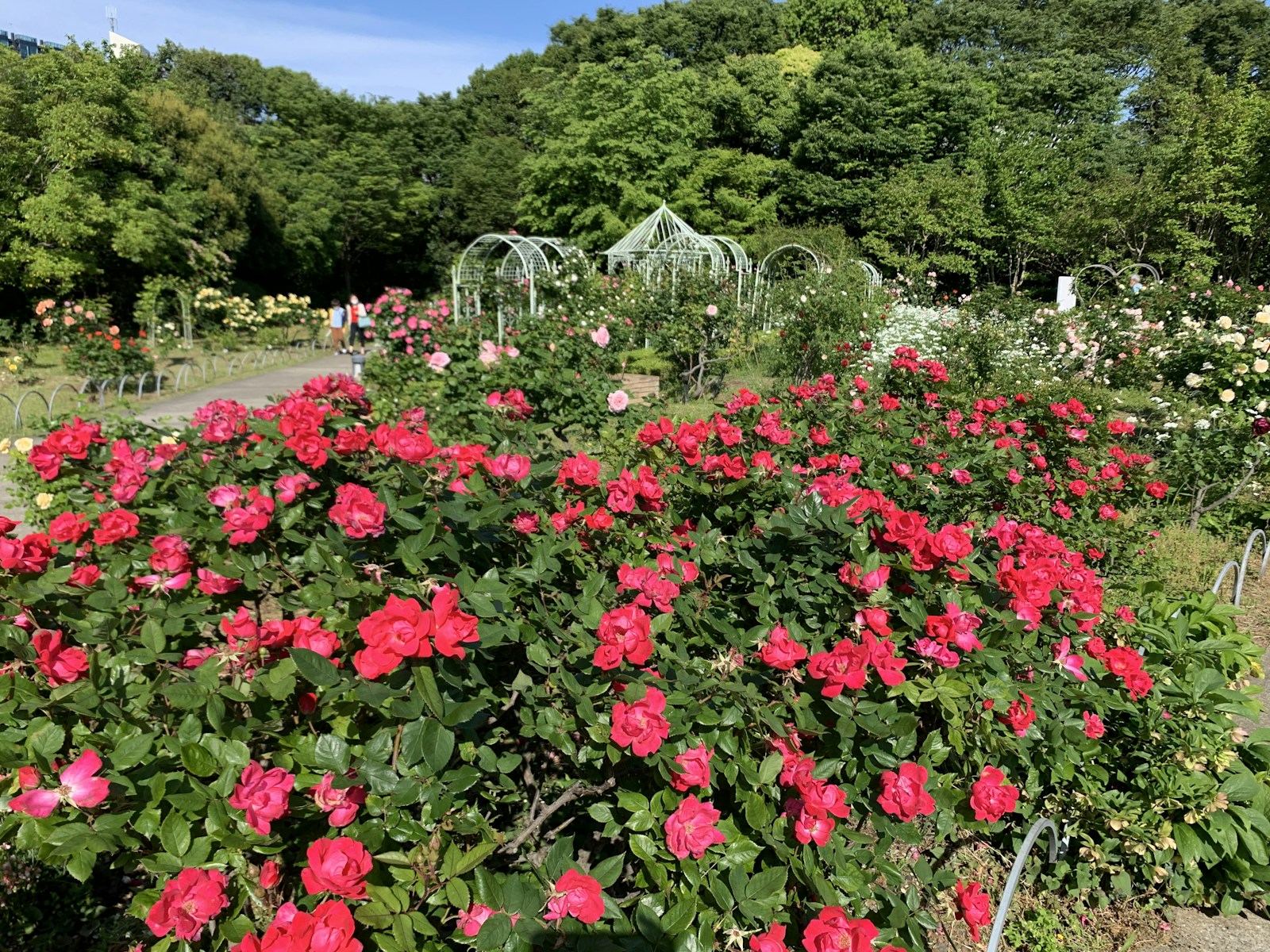 A Garden Filled With Lots Of Pink Flowers Jigsaw Puzzle Free Online Jigsaw Puzzle