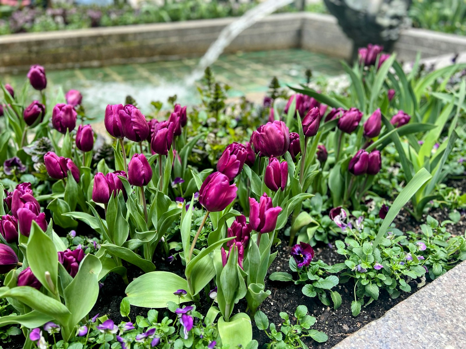 A Garden Filled With Lots Of Purple Flowers Jigsaw Puzzle Free Online Jigsaw Puzzle