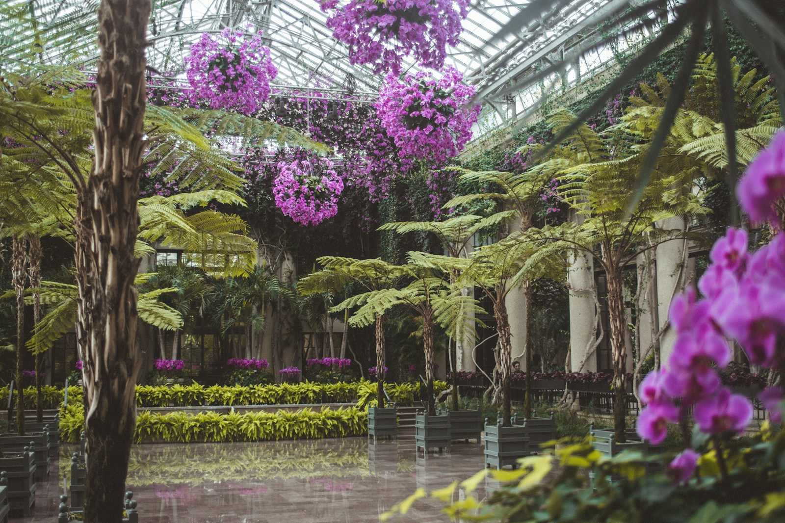 A Garden With Trees And Plants Jigsaw Puzzle Free Online Jigsaw Puzzle