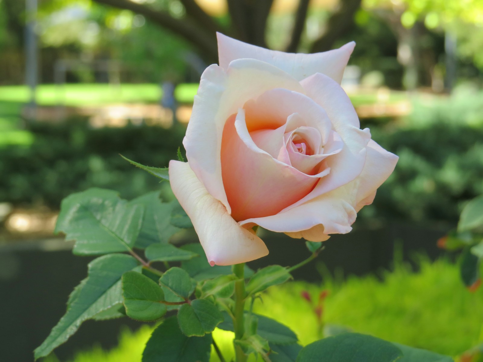 A Pink Rose Is Blooming In A Garden Jigsaw Puzzle Free Online Jigsaw Puzzle