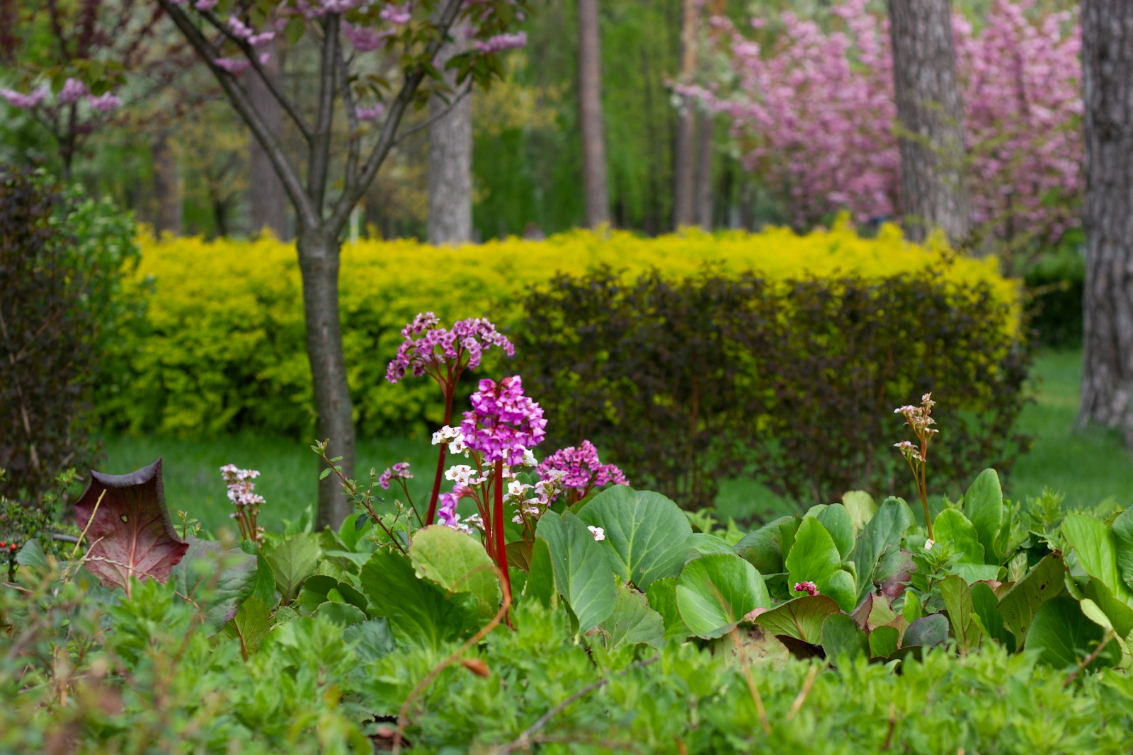 A Purple Flower Is In The Middle Of A Garden Jigsaw Puzzle Free Online Jigsaw Puzzle