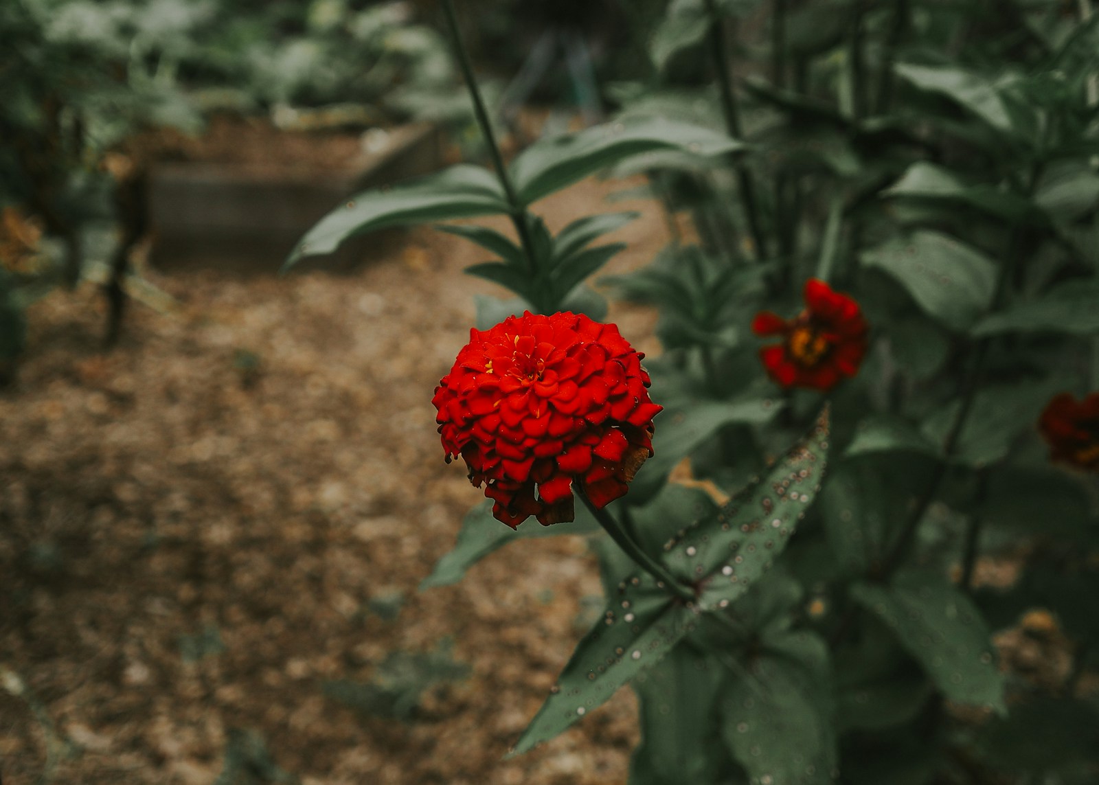 A Red Flower In The Middle Of A Garden Jigsaw Puzzle Free Online Jigsaw Puzzle