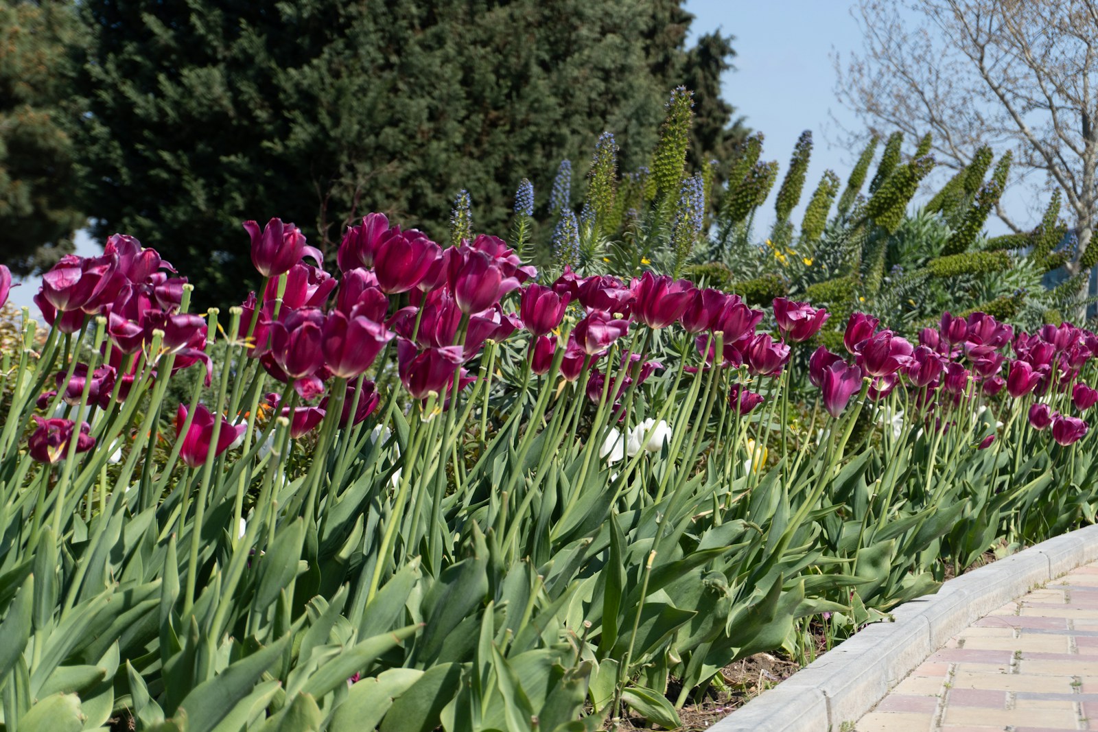 A Row Of Deep Purple Tulips In A Garden Jigsaw Puzzle Free Online Jigsaw Puzzle