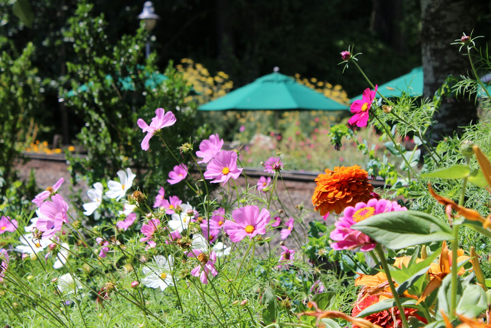 Colorful Flowers Bloom In A Garden With Green Umbr Jigsaw Puzzle Free Online Jigsaw Puzzle