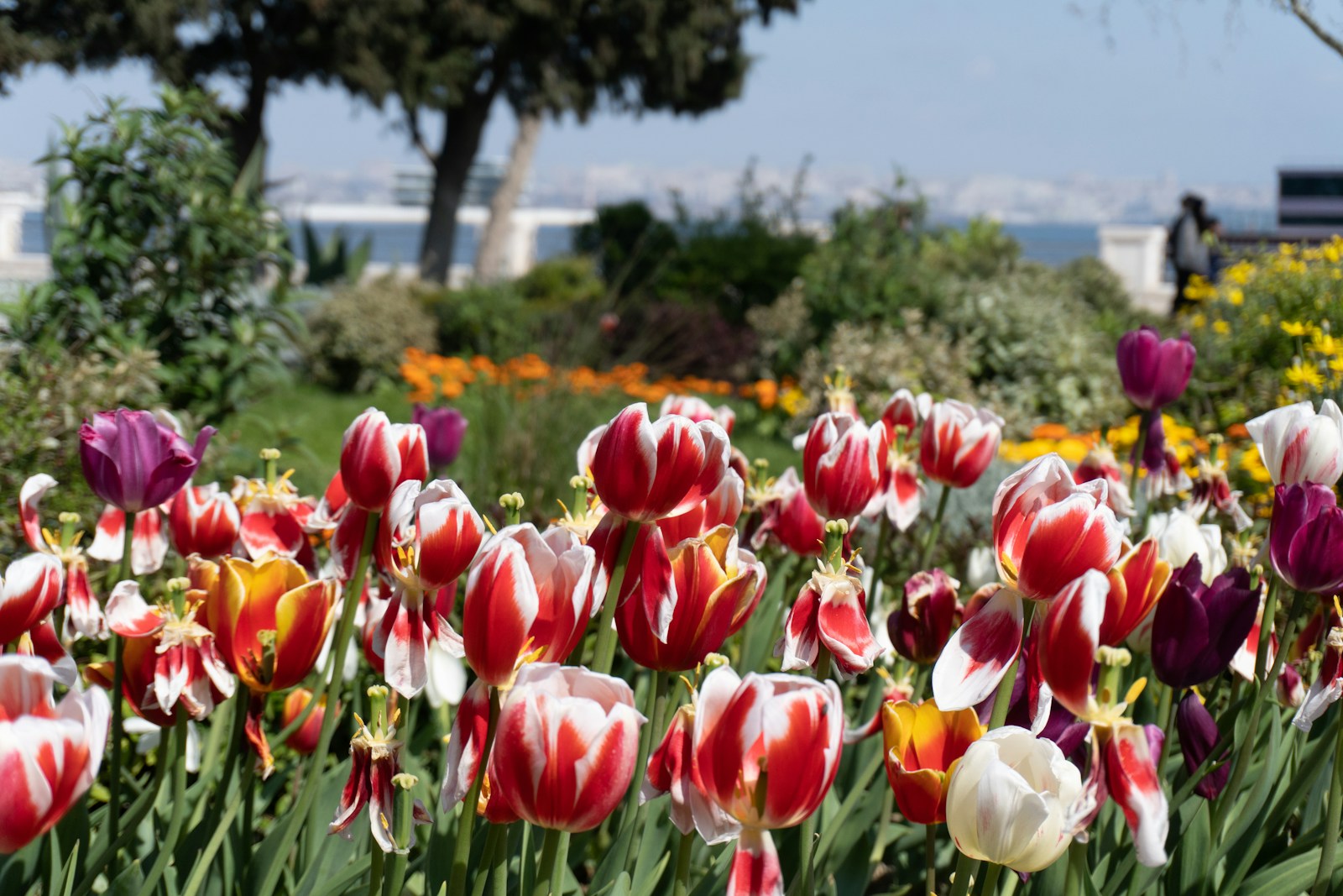 Field Of Colorful Tulips Blooming In A Garden Jigsaw Puzzle Free Online Jigsaw Puzzle