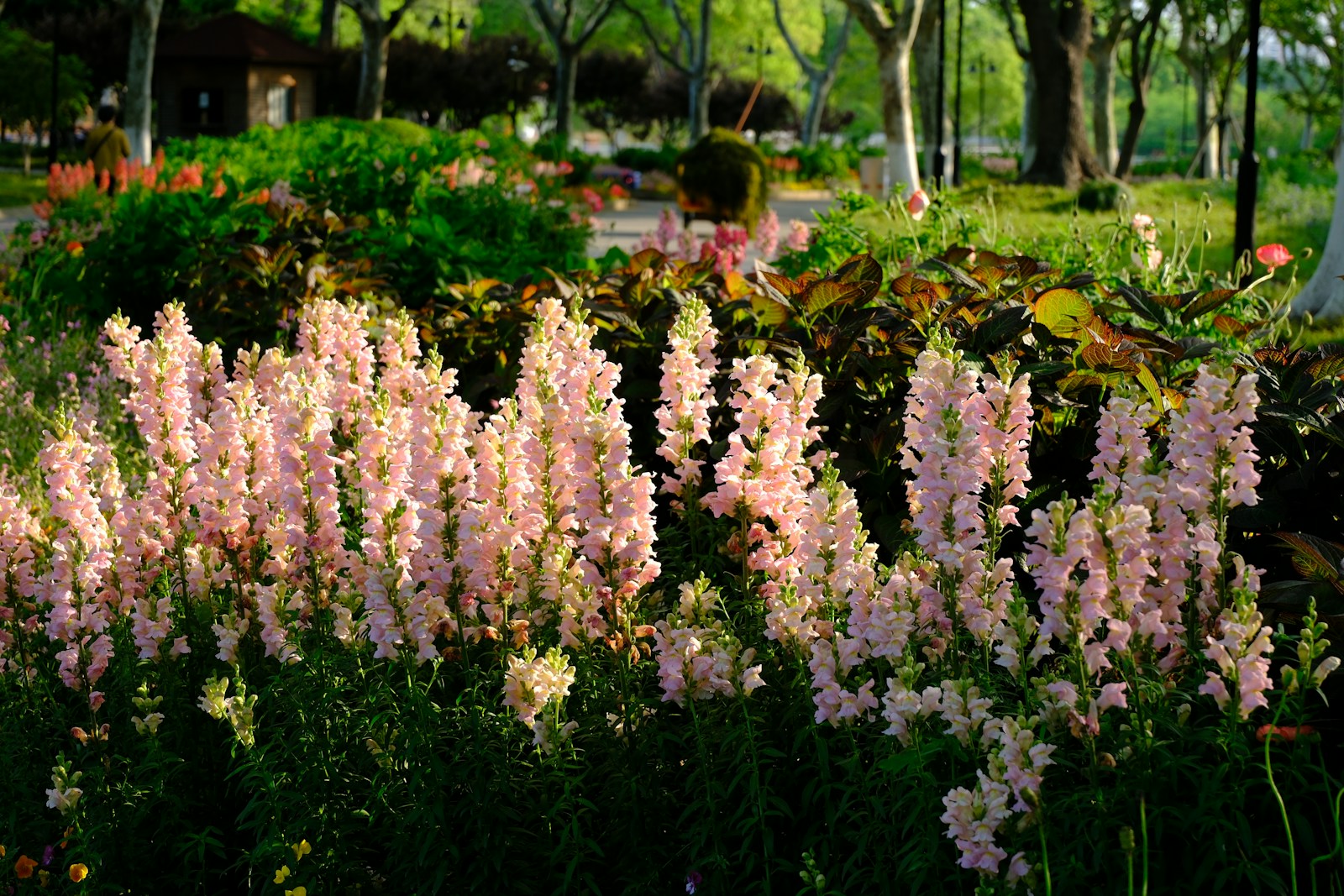 Pink Flowers Bloom In A Lush Garden Setting Jigsaw Puzzle Free Online Jigsaw Puzzle